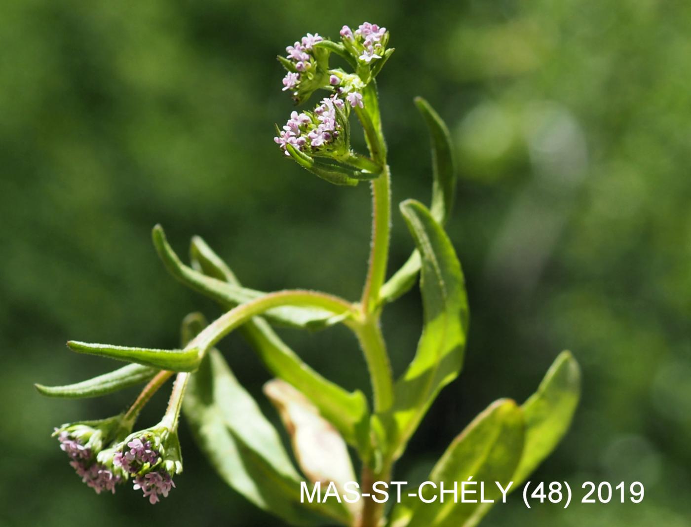 Corn-salad, Hairy-fruited plant